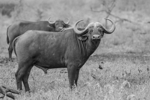 Büffelherde Auf Rotem Grund Südafrika — Stockfoto