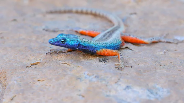 Lézard Tête Bleue Sur Roche Granit Afrique Sud — Photo