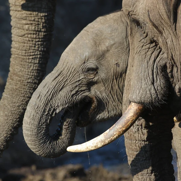 Baby Elephant Kruger National Park — Zdjęcie stockowe