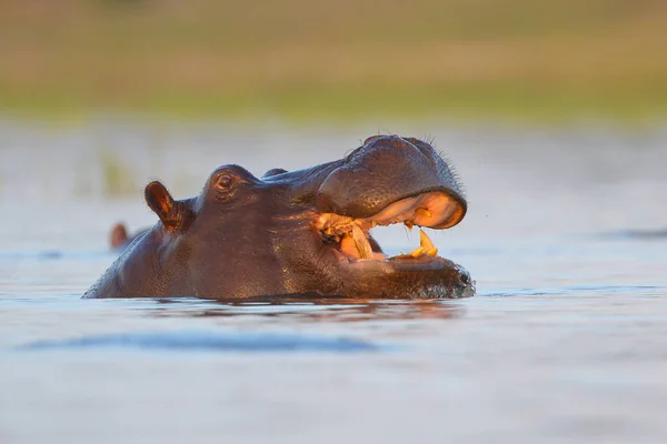 Hippo swimming in water of river with only top of head visible, South Africa