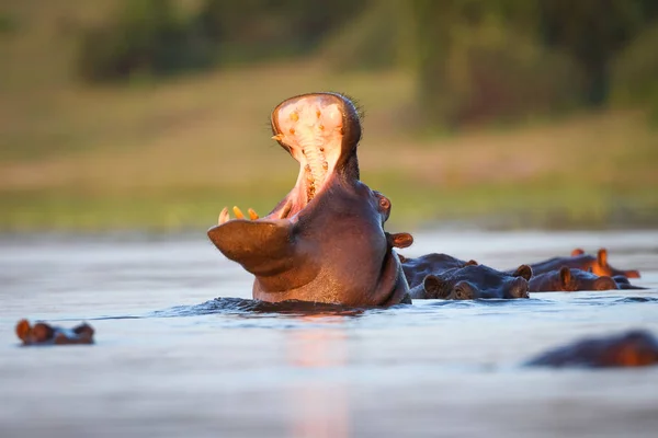 Hippo Zwemmen Water Van Rivier Met Alleen Bovenkant Van Hoofd — Stockfoto