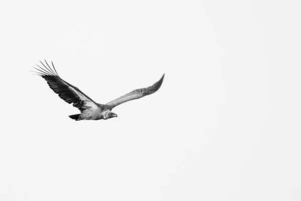 Eagle Flying Kruger National Park — Stock Photo, Image