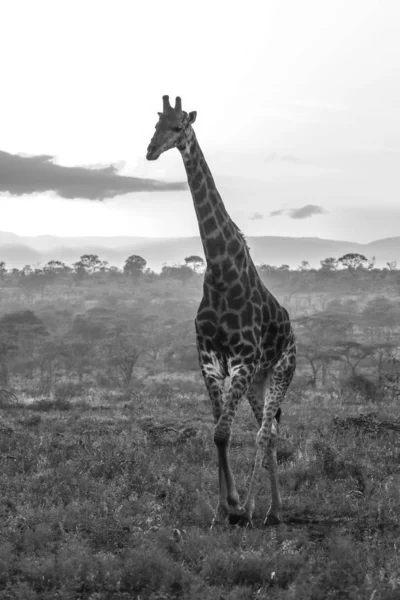 Giraff Promenader Öppna Savannah Vid Soluppgången Sydafrika — Stockfoto