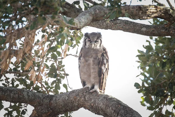 owl  bird  on  tree in National Park