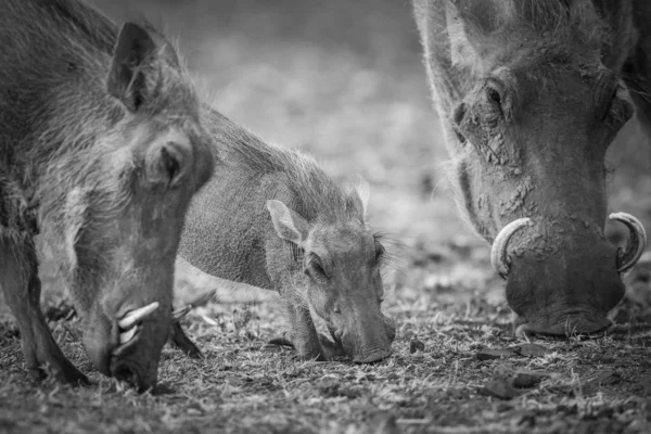 Warzenschwein Auf Futtersuche Trockenem Boden Mit Elternteil Südafrika — Stockfoto