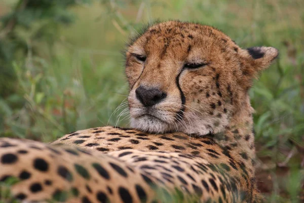 Yakın Portre Bir Çita Yüz Güney Afrika — Stok fotoğraf