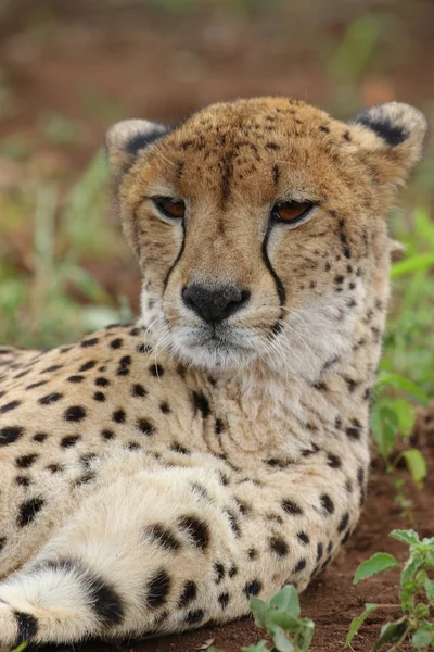 Yakın Portre Bir Çita Yüz Güney Afrika — Stok fotoğraf