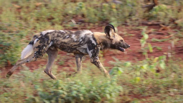 Schwarzrückenschakalhund Kruger Nationalpark Südafrika — Stockfoto