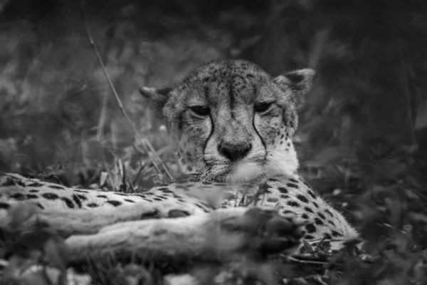 Zamknij Portret Twarz Cheetah Republika Południowej Afryki — Zdjęcie stockowe