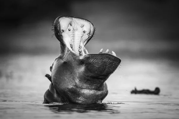 Hippopotame Nageant Dans Eau Rivière Avec Seulement Sommet Tête Visible — Photo