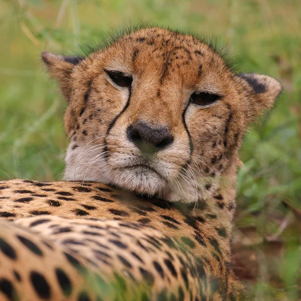 Nära Porträtt Cheetah Ansikte Sydafrika — Stockfoto