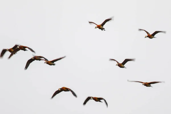 Bloque Geese Salvaje Que Circula Por Cielo Imagen De Stock