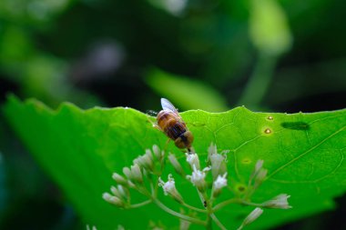Drosophila melanogaster stamens ile çiçek parkta küçük beyaz çiçekli çalılar