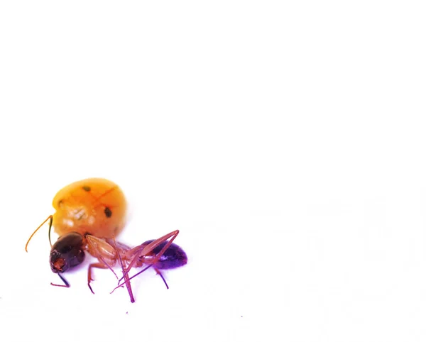 Berušky Mravenci Umírají Kvůli Insekticidy — Stock fotografie