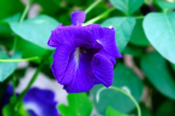 Güzel mavi mor kelebek bezelye çiçek evde dikim olmadan