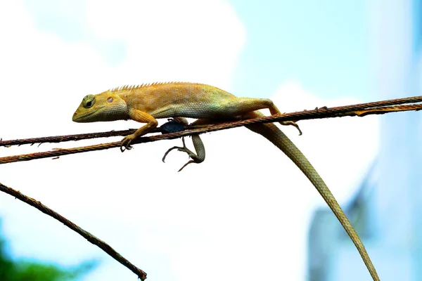 Kameleon loopt op de draad — Stockfoto