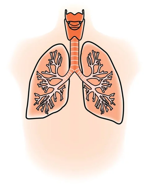Illustration Von Lungen Die Dreidimensionalen Bildern Detailliert Dargestellt Werden — Stockvektor