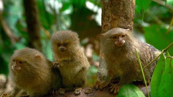 A family of small animals in a wild forest on a tree in Peru