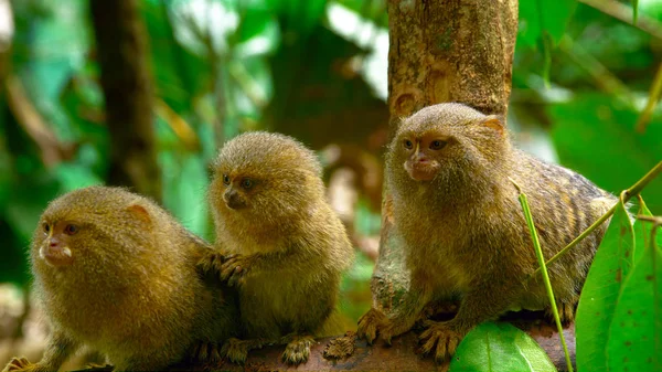 Three small animals in the jungle of Peru are looking intently somewhere