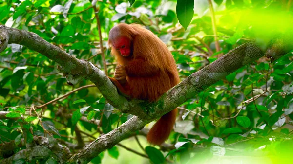 Hairy, brown monkey with a red face sitting on a tree