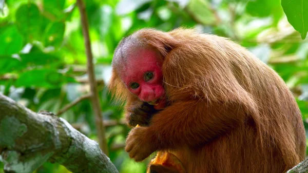 Hairy, brown monkey with a red face sitting on a tree