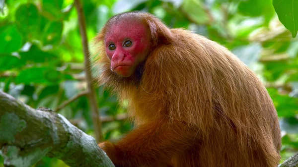 Hairy, brown monkey with a red face sitting on a tree
