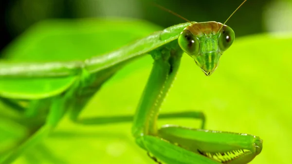 A green beetle praying mantis on a green background, looks at you straight into the soul, through a camera lens