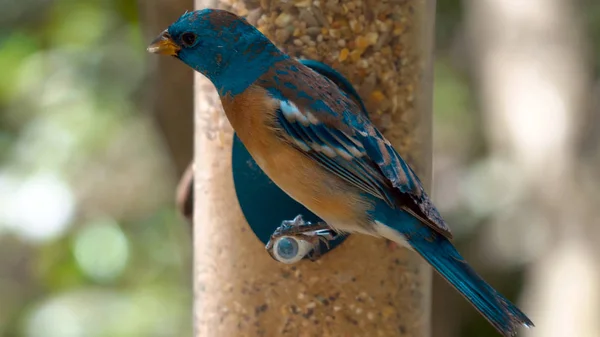 A bird sits on a bird feeder in the form of a bulb hanging from a tree in the woods