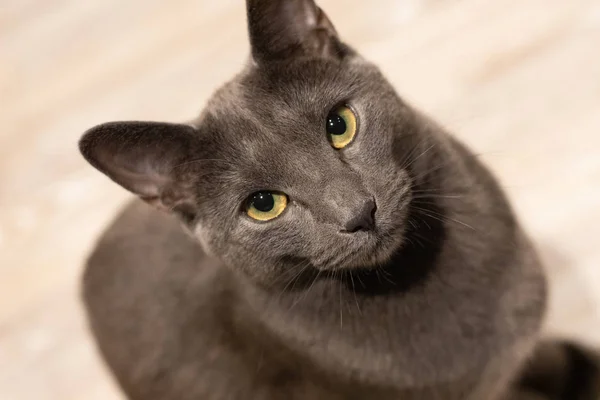 Russian blue cat intensly gazing into your eyes
