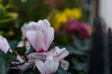 sessiz bir Londra sokakta pembe, sarı ve yeşil bitkiler ile bir saksı