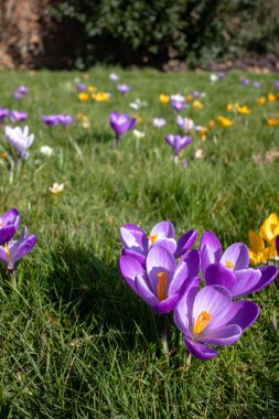 Çiçekaçan çiğdem çiçekleri, Londra'da bahar zamanı