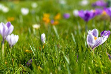 Çiçekaçan çiğdem çiçekleri, Londra'da bahar zamanı