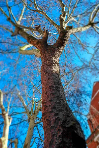 孤立的裸树在伦敦市中心故意模糊 — 图库照片