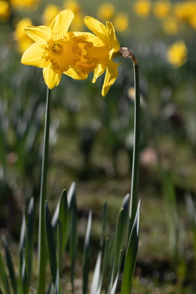 Two daffodils isolated on a blurred background