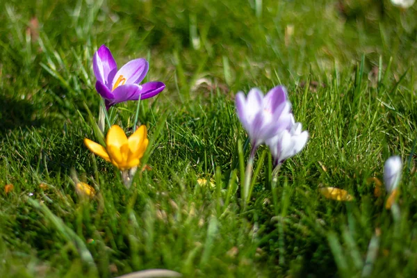 花开的菊花 伦敦的春天 — 图库照片