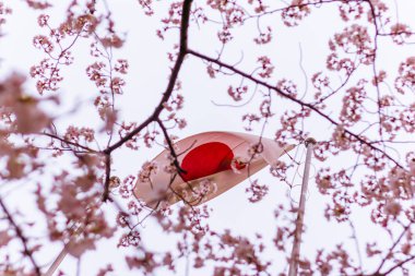 Sakura ağaçlarıyla Japonya bayrağı