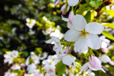 parlak sakura, yakın çekim