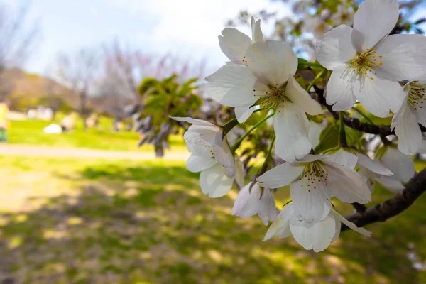 Flores de cerezo, primer plano — Foto de Stock