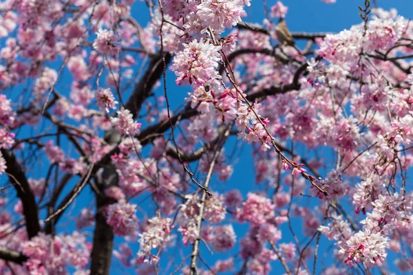 Temporada Sakura en Kyoto, Japón — Foto de Stock