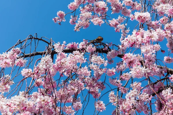 Temporada Sakura en Kyoto, Japón — Foto de Stock