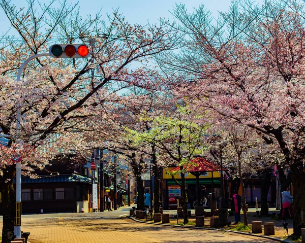 Czerwone światła, sezon Sakura w Kioto, Japonia — Zdjęcie stockowe