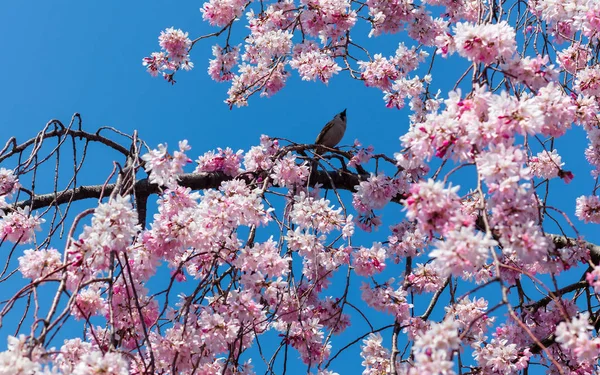 Temporada Sakura en Kyoto, Japón — Foto de Stock