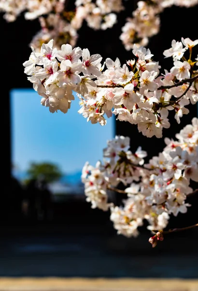 Primer plano de flores de cerezo, con espacio para copias — Foto de Stock