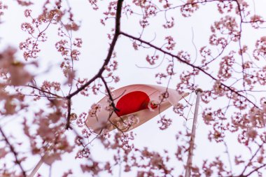 Sakura ağaçlarıyla Japonya bayrağı