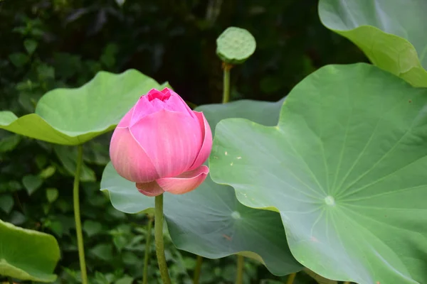 Rózsaszín Nymphaea Lotus Tócsa — Stock Fotó