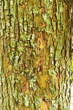 Ağaç kabuğu doku hattı