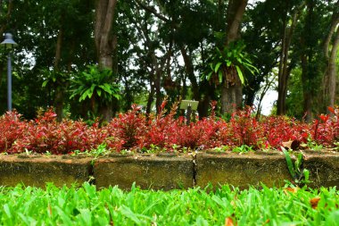 Bahçedeki birçok küçük yaprak