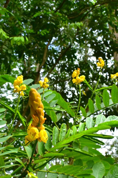 Arbusto Vela Senna Prado — Foto de Stock