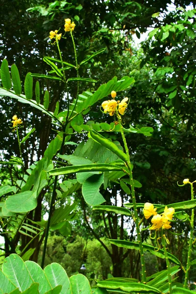 Arbusto Vela Senna Prado — Foto de Stock