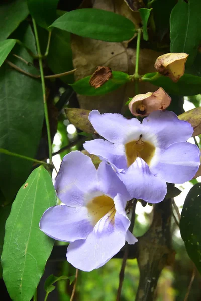 Den Smukke Violet Orchid Blomst - Stock-foto